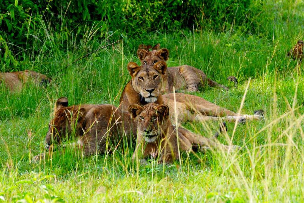 lion-trekking-and-research-in-uganda