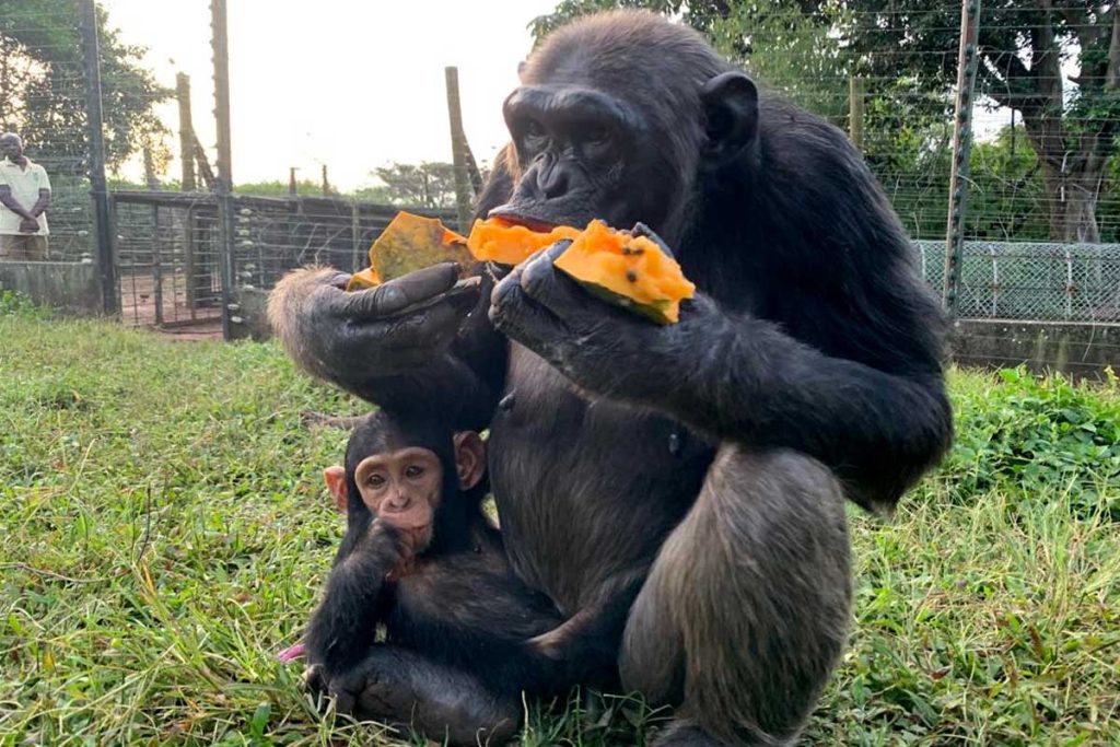 ngamba-island-chimpanzee-sanctuary