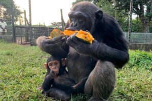 ngamba-island-chimpanzee-sanctuary