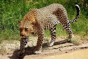 ngorongoro-crater