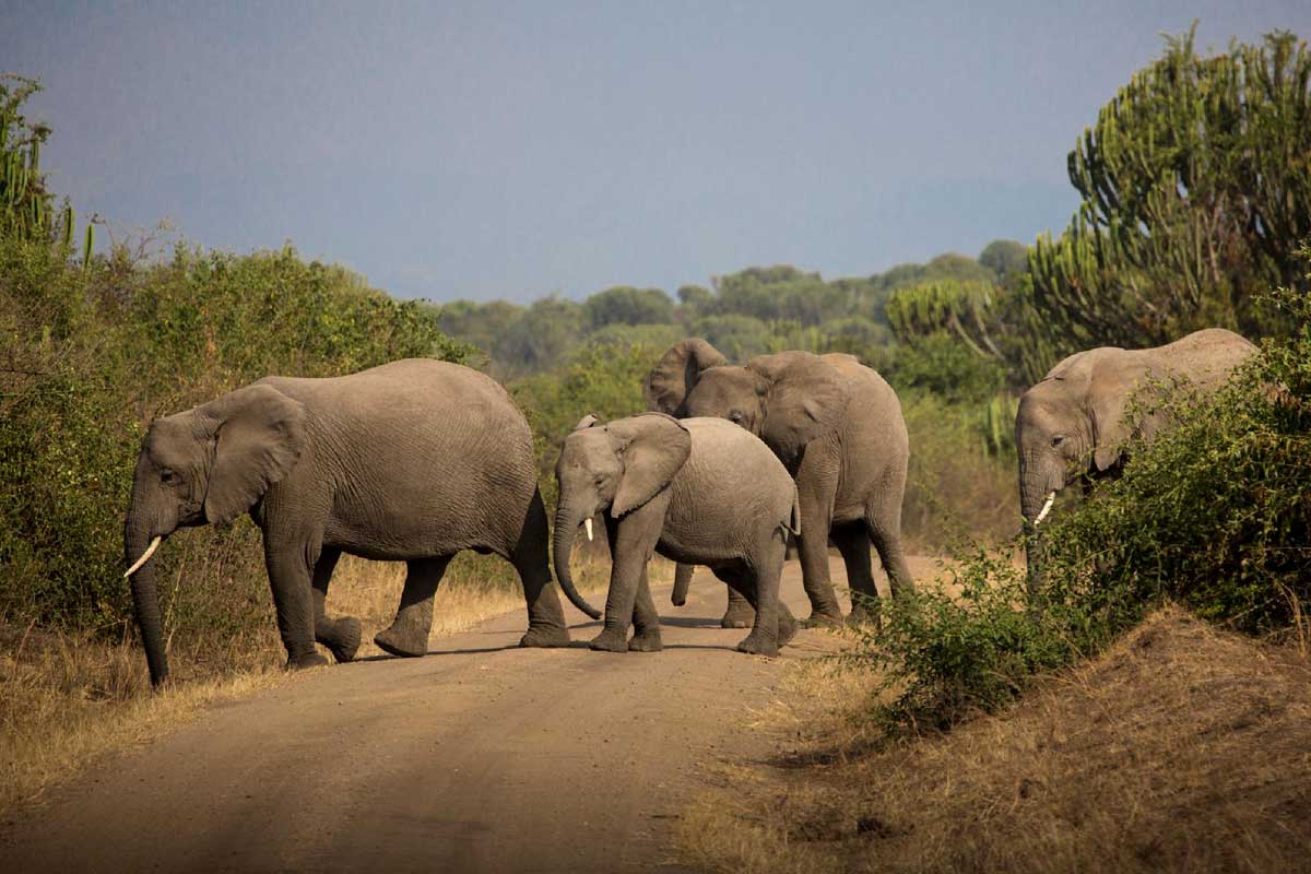 queen-elizabeth-national-park