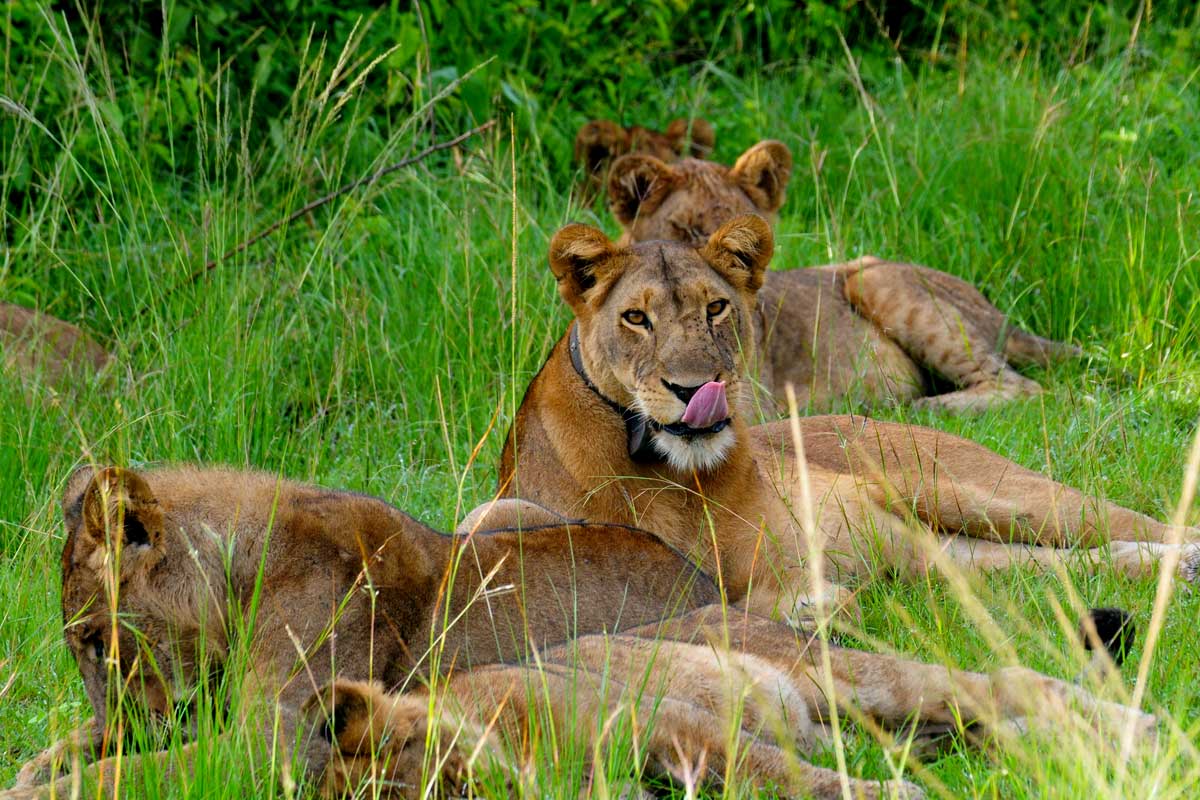 serengeti-national-park