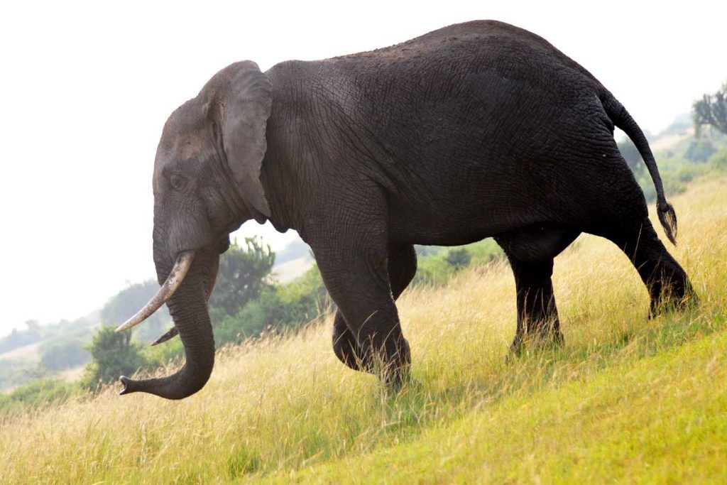 tarangire-national-park