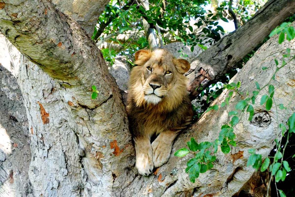 tree-climbing-lions