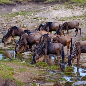 wildebeest-migration