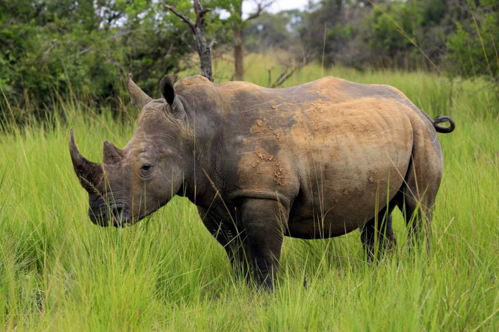 ziwa-rhino-sanctuary