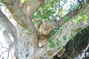 3 Days Tree Climbing Lions tour to Queen Elizabeth National Park