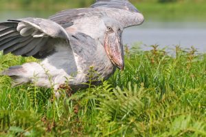 5 Days Uganda Birding safari to Murchison Falls Park and Mabamba