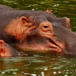 hippos-in-queen-elizabeth