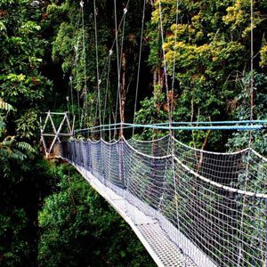 rwanda-canopy-walk