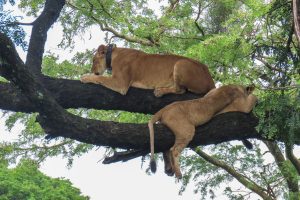 Ishasha sector Queen Elizabeth National Park - Uganda Tree lions