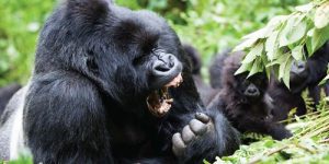Is Gorilla Trekking Safe