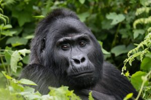 Rwanda Gorilla Permits