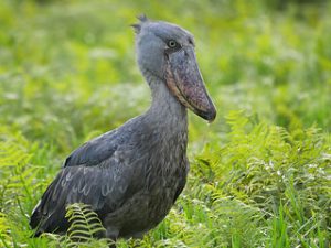 15 Days Bird Watching Tour Uganda