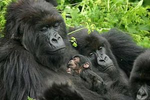 Gorilla habituation Experience Uganda