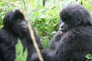 Gorilla Trekking Rwanda Vs Uganda