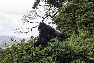 3 Days Rwanda Gorilla Tour and Bisoke Hike