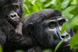 5 Days Gorilla and Chimpanzee habituation Safari in Uganda