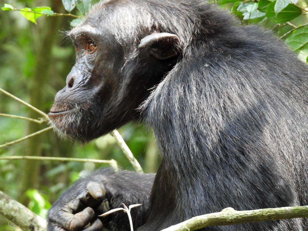 Chimpanzee in Kibale Forest